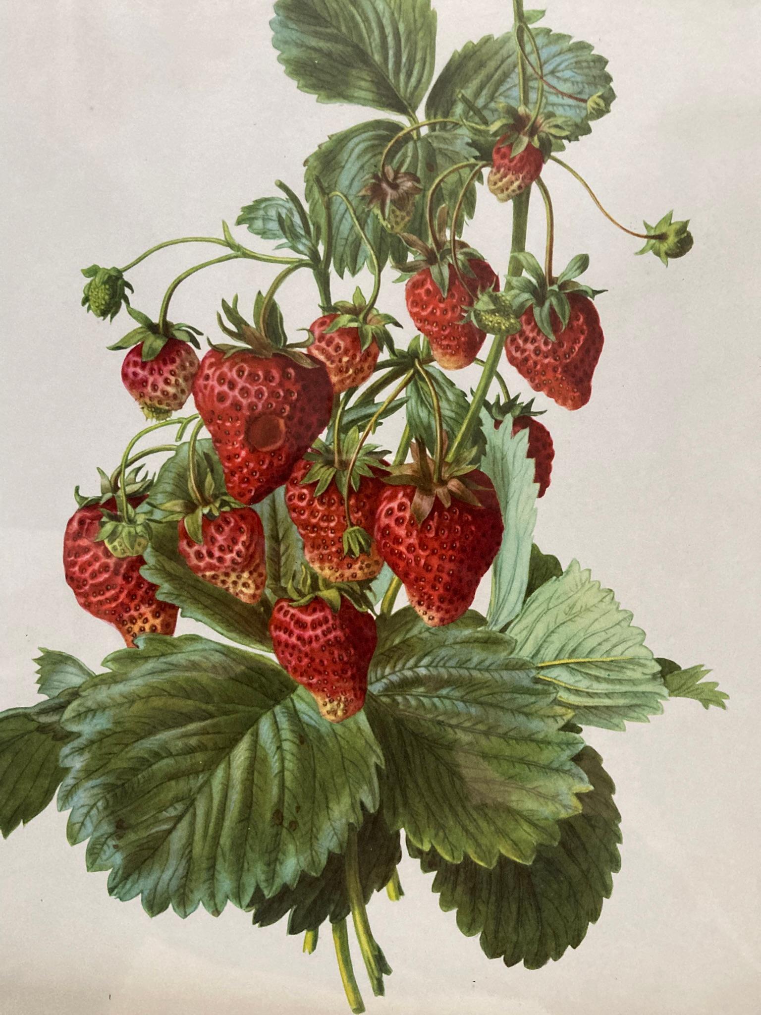 Victorian A Walnut Framed Botanical Picture Printed by C Hall Mandel, 'Drawn from Nature J For Sale