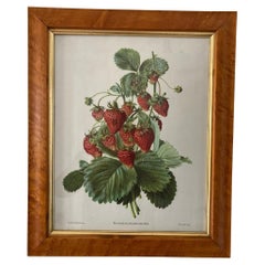 Gerahmtes botanisches Bild aus Nussbaumholz, gedruckt von C Hall Mandel, "Drawn from Nature J
