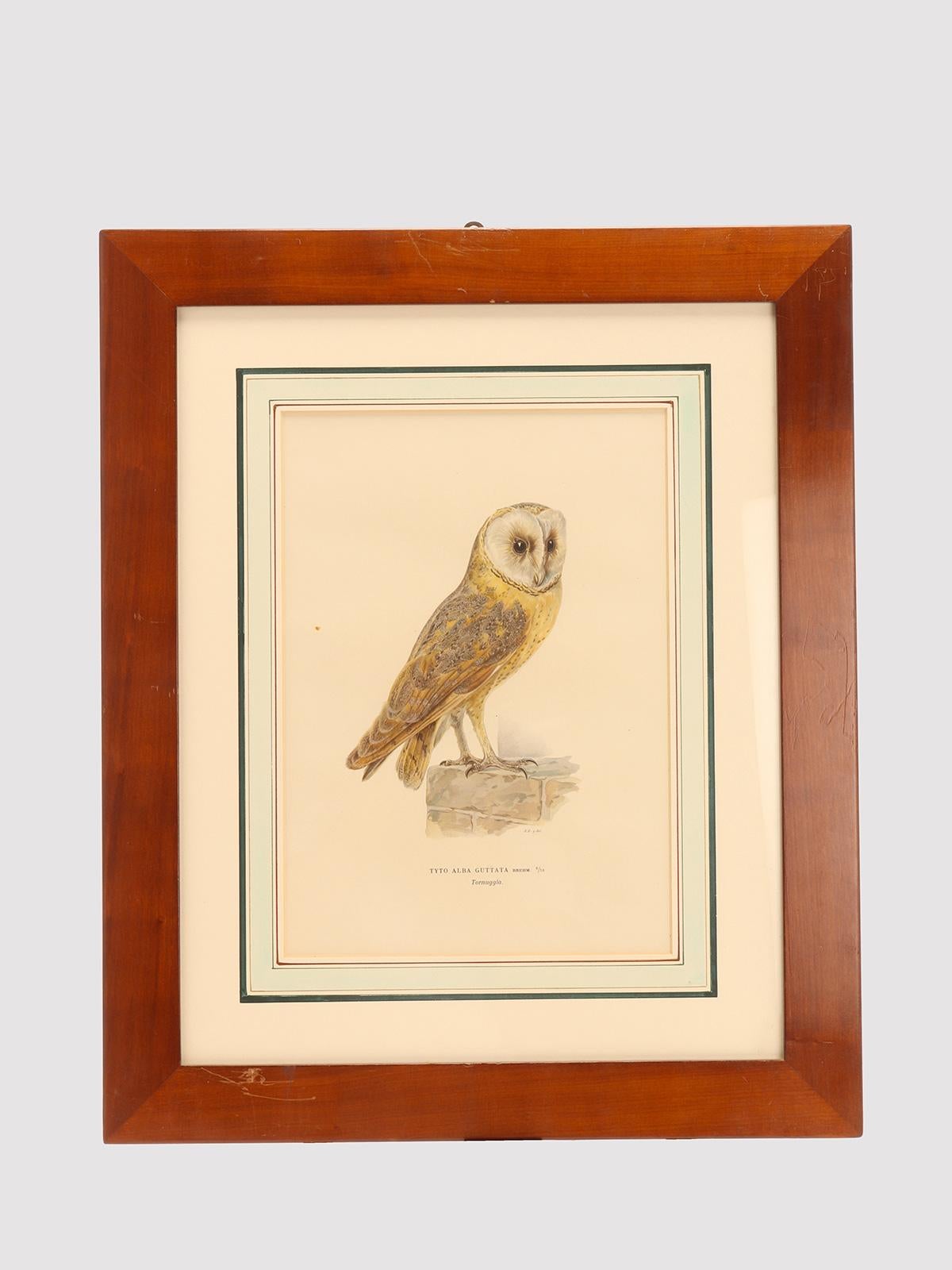 Gravure finie à l'aquarelle, représentant une chouette effraie ( Tyto Alba Guttata), signée Bror Hallberg, d'après le dessin des trois frères finlandais Magnus, Wilhelm et Ferdinand von Wright. Cadre en cerisier massif (Prunus Avium, Linnaeus 1755),