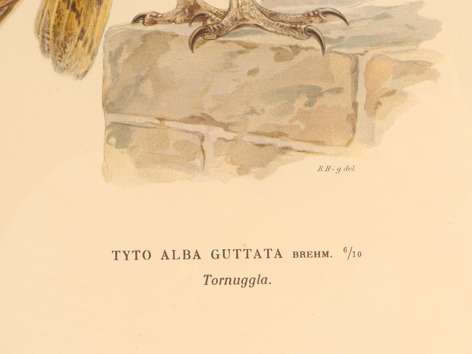 Suédois Gravure à l'aquarelle représentant une chouette effraie, Suède 1880. en vente