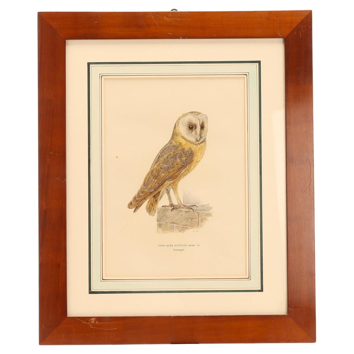 Gravure à l'aquarelle représentant une chouette effraie, Suède 1880.