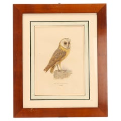 Antique A watercolor finished print depicting a Barn Owl, Sweden 1880.