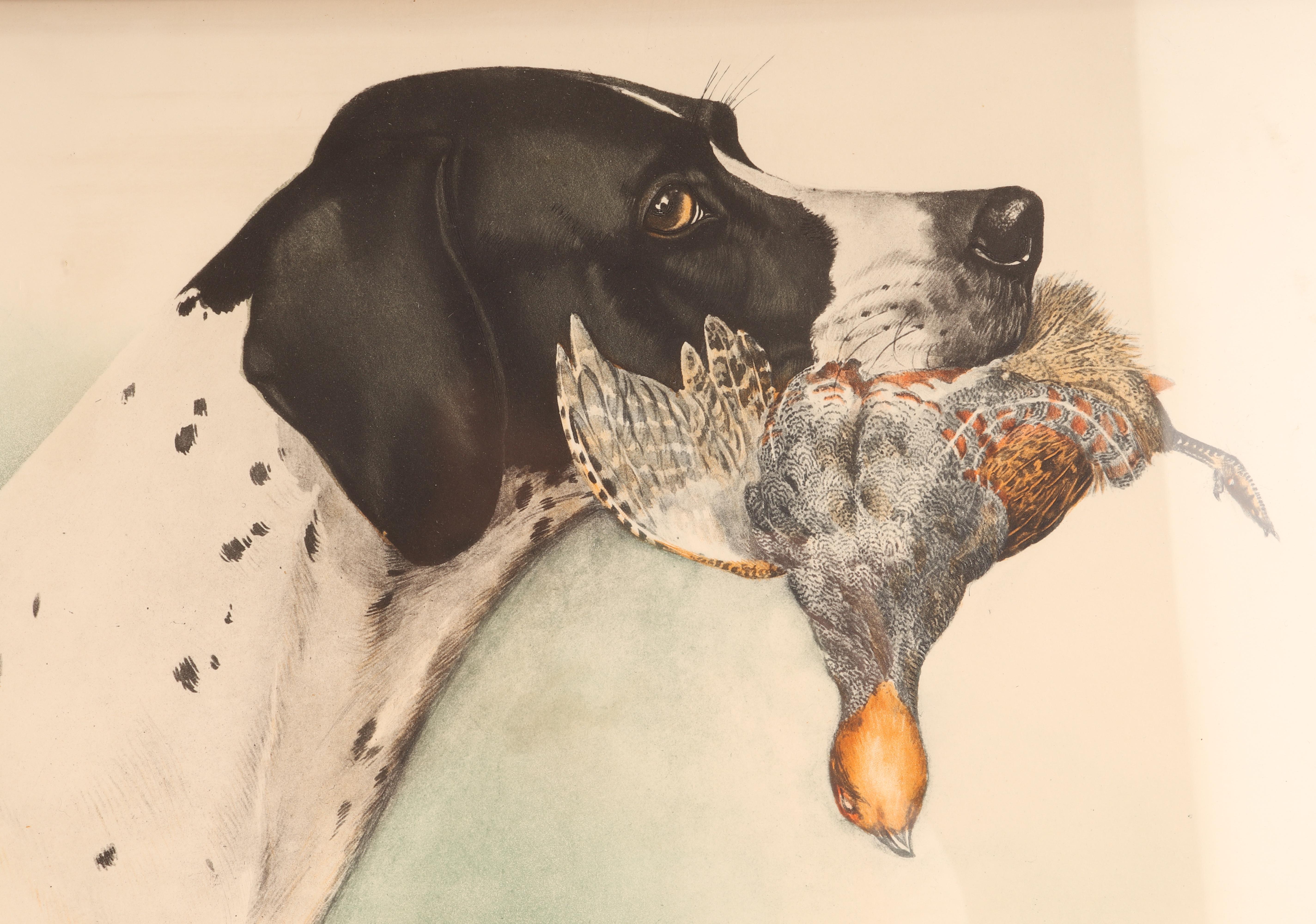 A watercolor finished print, depicting the head of a Pointer dog with the pheasant in his mouth. Solid cherry wood frame, polished and beeswaxed. Usa circa 1920.