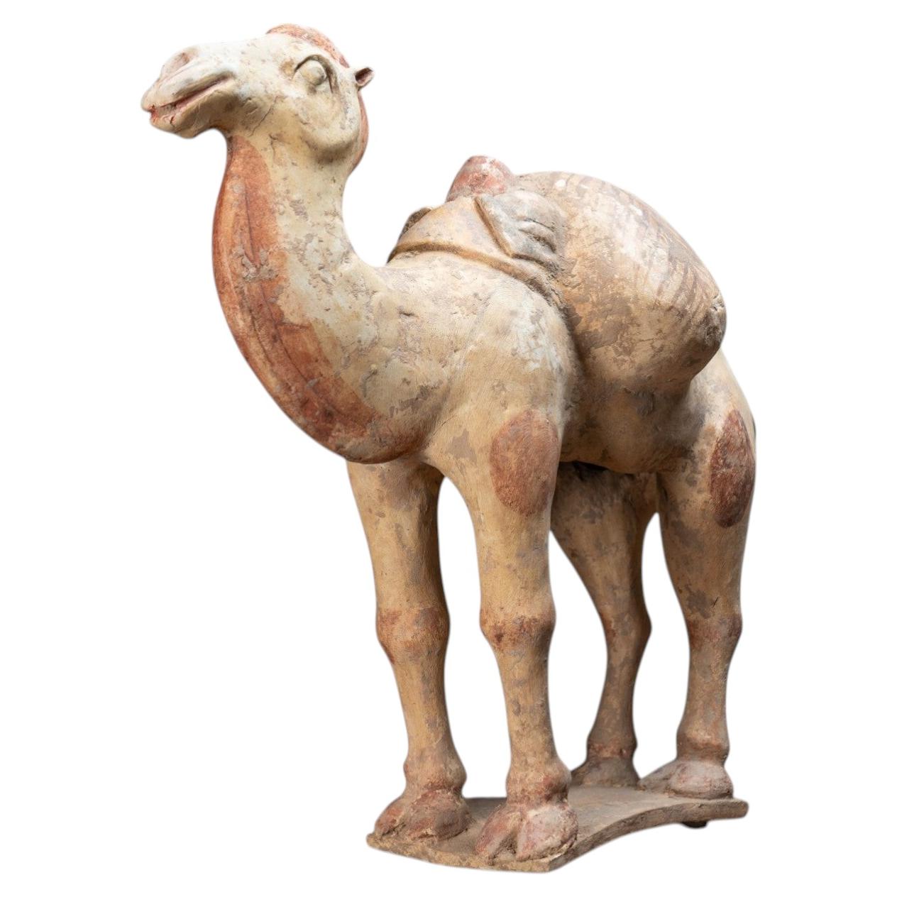 A White Pottery Tang Camel For Sale