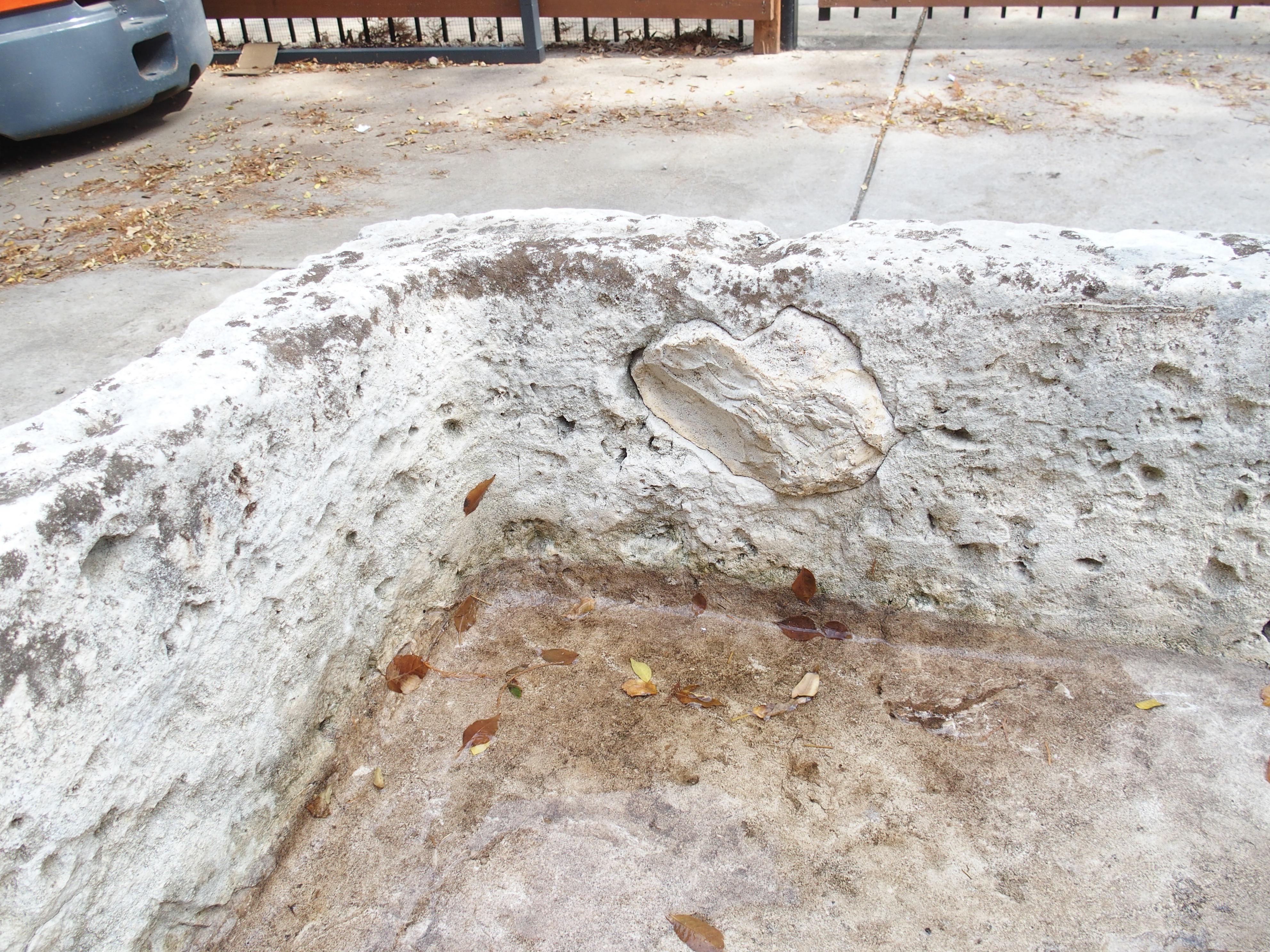 Ein breiter geschnitzter Kalksteintrog aus dem 18. Jahrhundert aus Südfrankreich im Zustand „Gut“ im Angebot in Dallas, TX