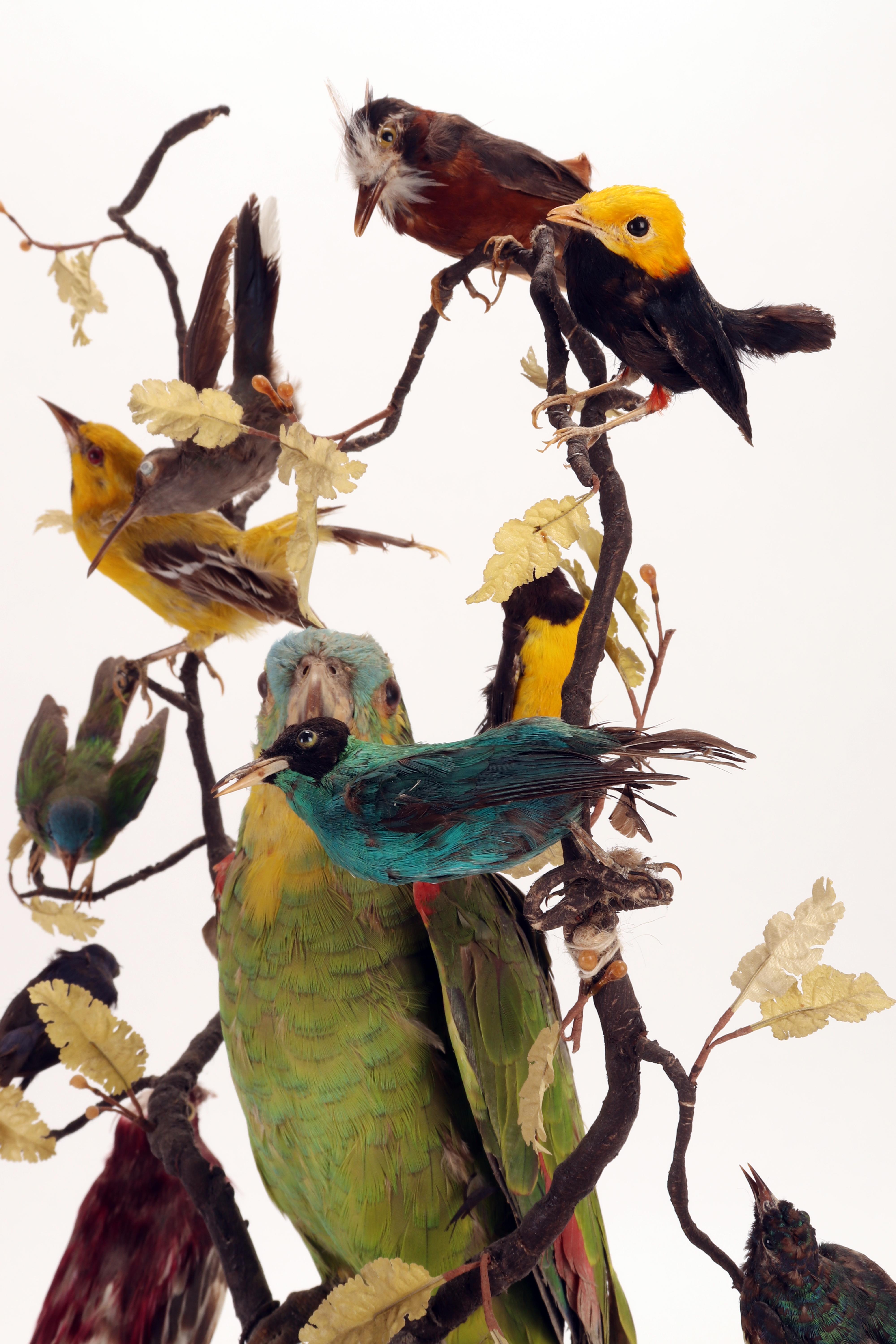 Wunderkammer Diorama: a Parrot and Other 13 Birds, London, 1880 3