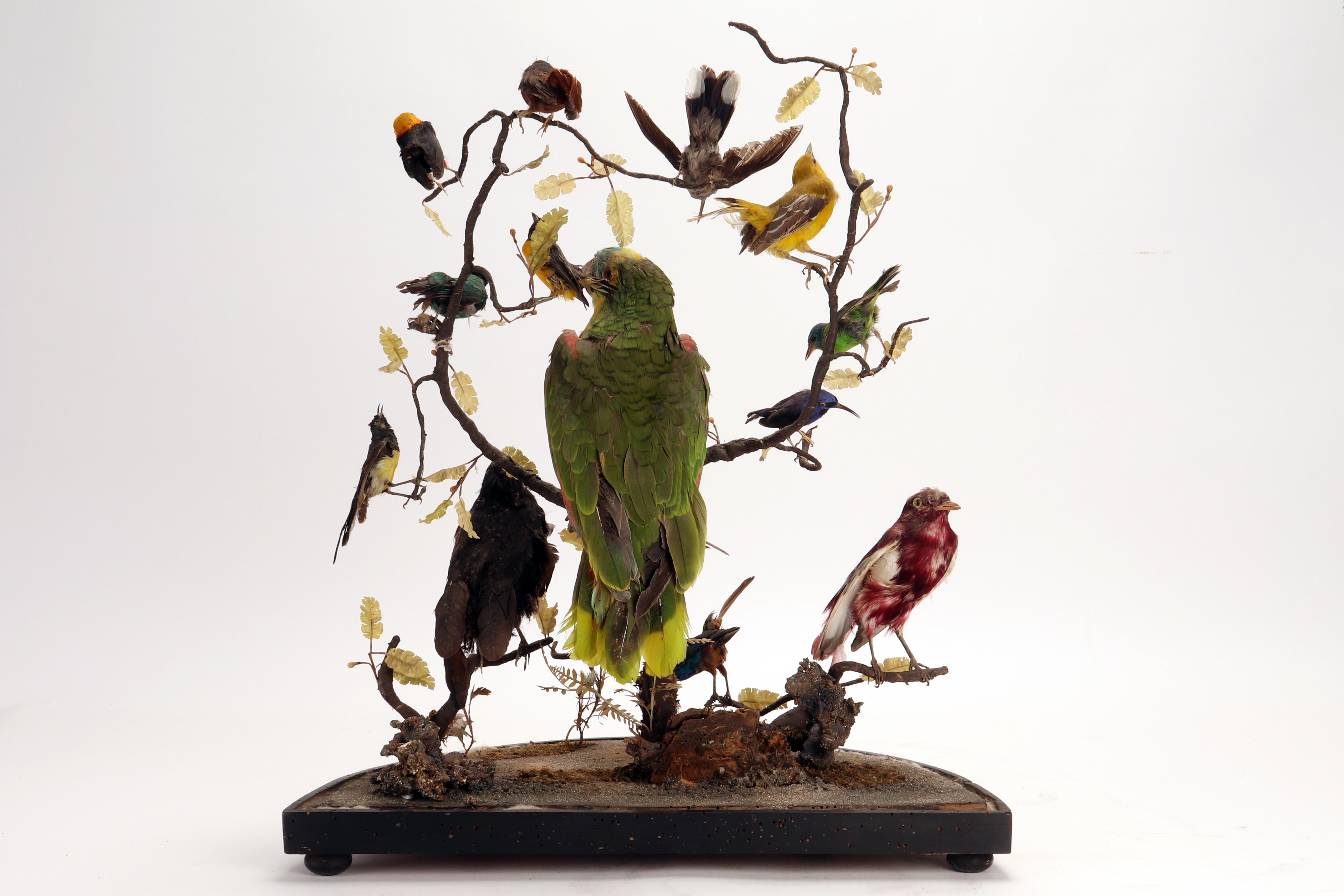 Wunderkammer Diorama: a Parrot and Other 13 Birds, London, 1880 4