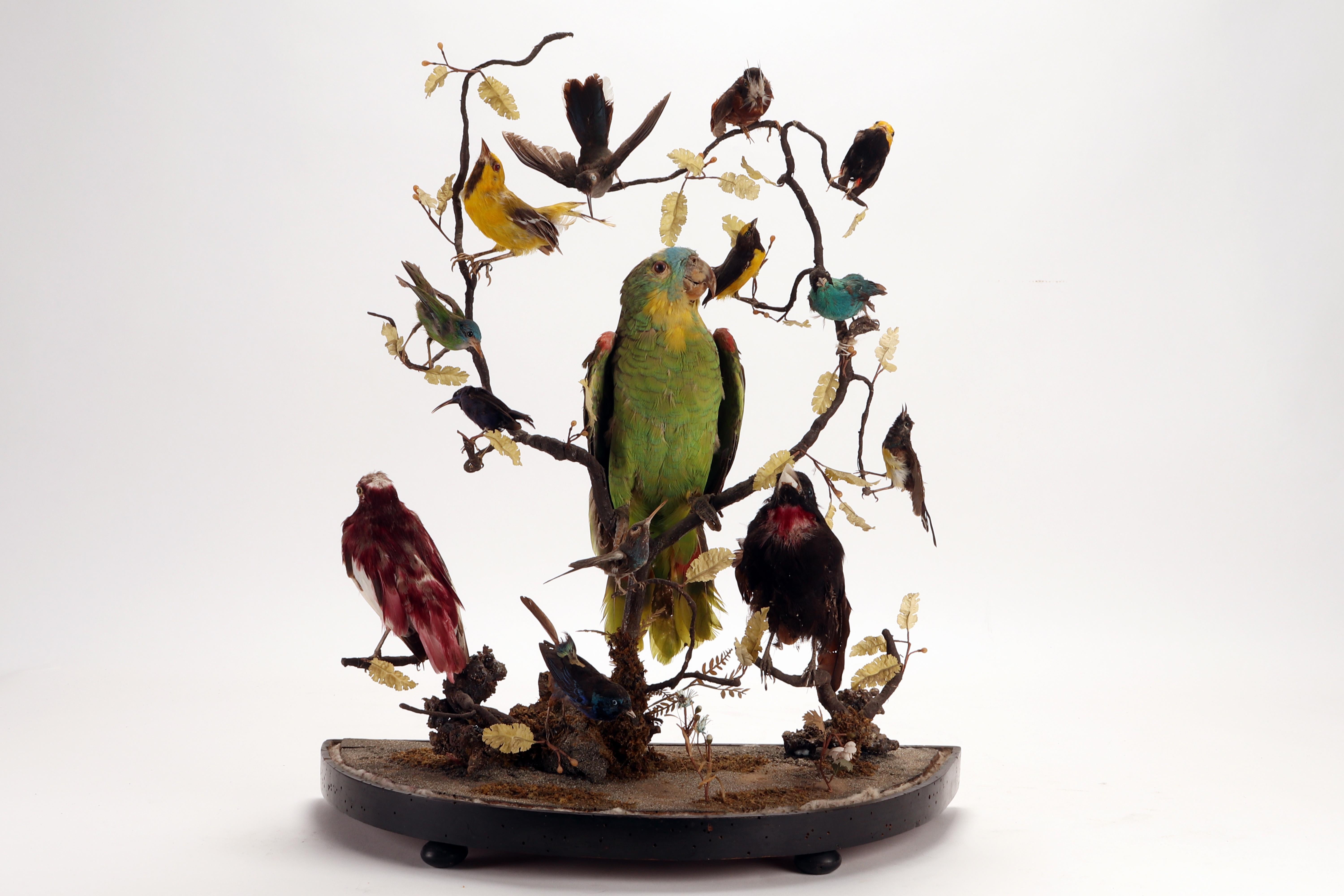 A Wunderkammer diorama with a central stuffed parrot, leaning against a branch, and 13 other different stuffed birds, also leaning against branches. The specimens, taxidermic birds, are mounted inside a curved glass case. Cooper & Sons S. Luke’s 28,