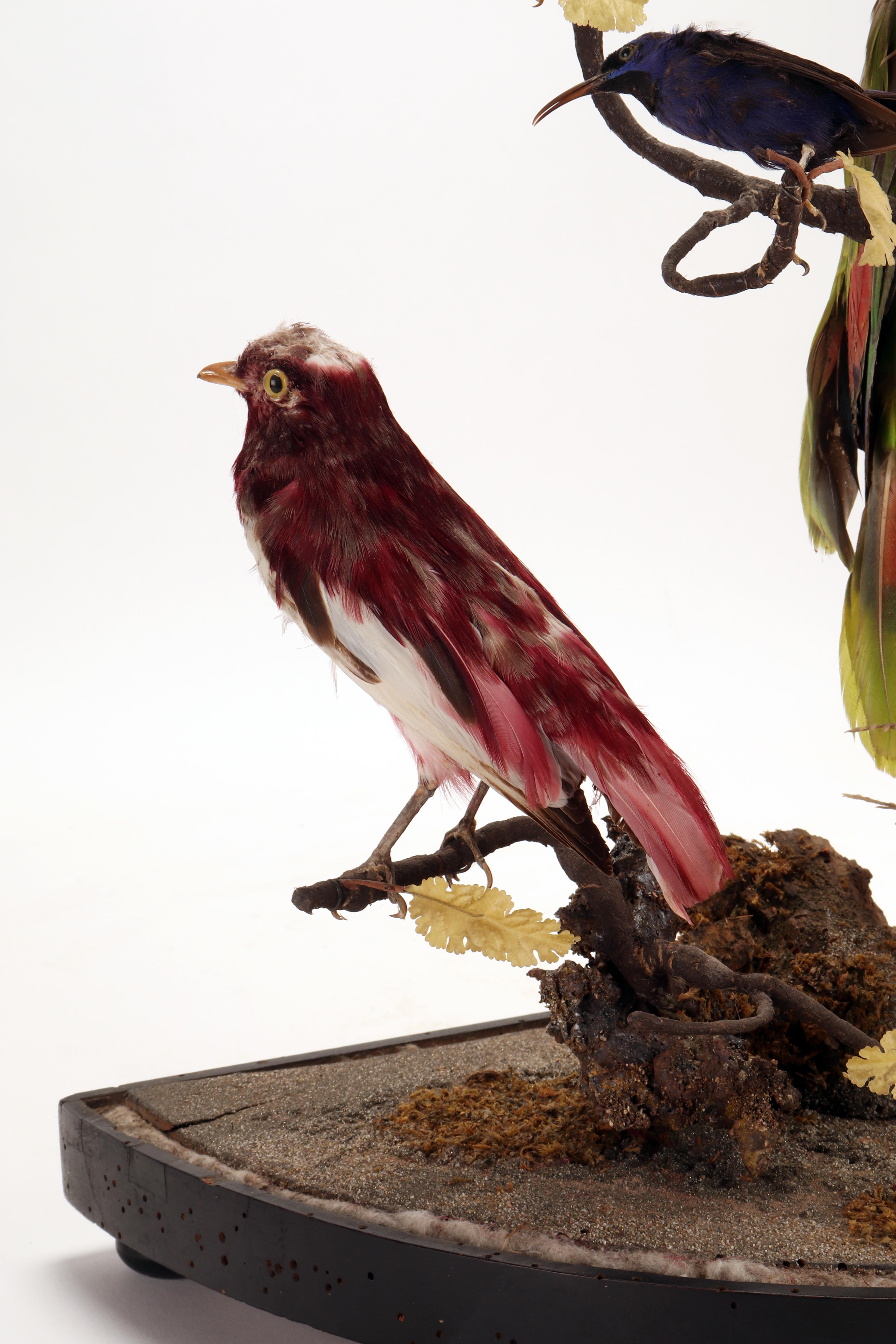 Wunderkammer Diorama: a Parrot and Other 13 Birds, London, 1880 In Good Condition In Milan, IT