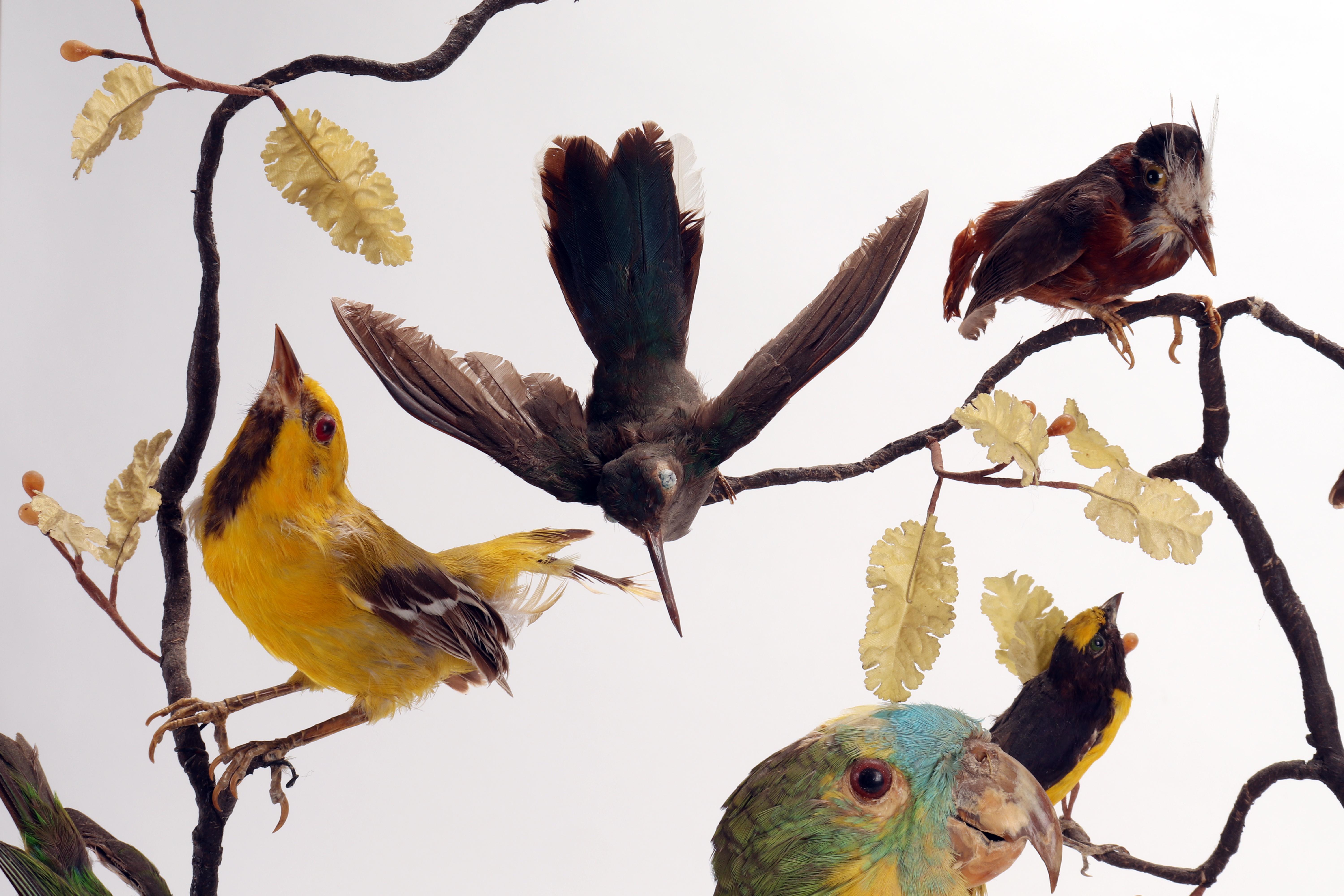 Animal Skin Wunderkammer Diorama: a Parrot and Other 13 Birds, London, 1880