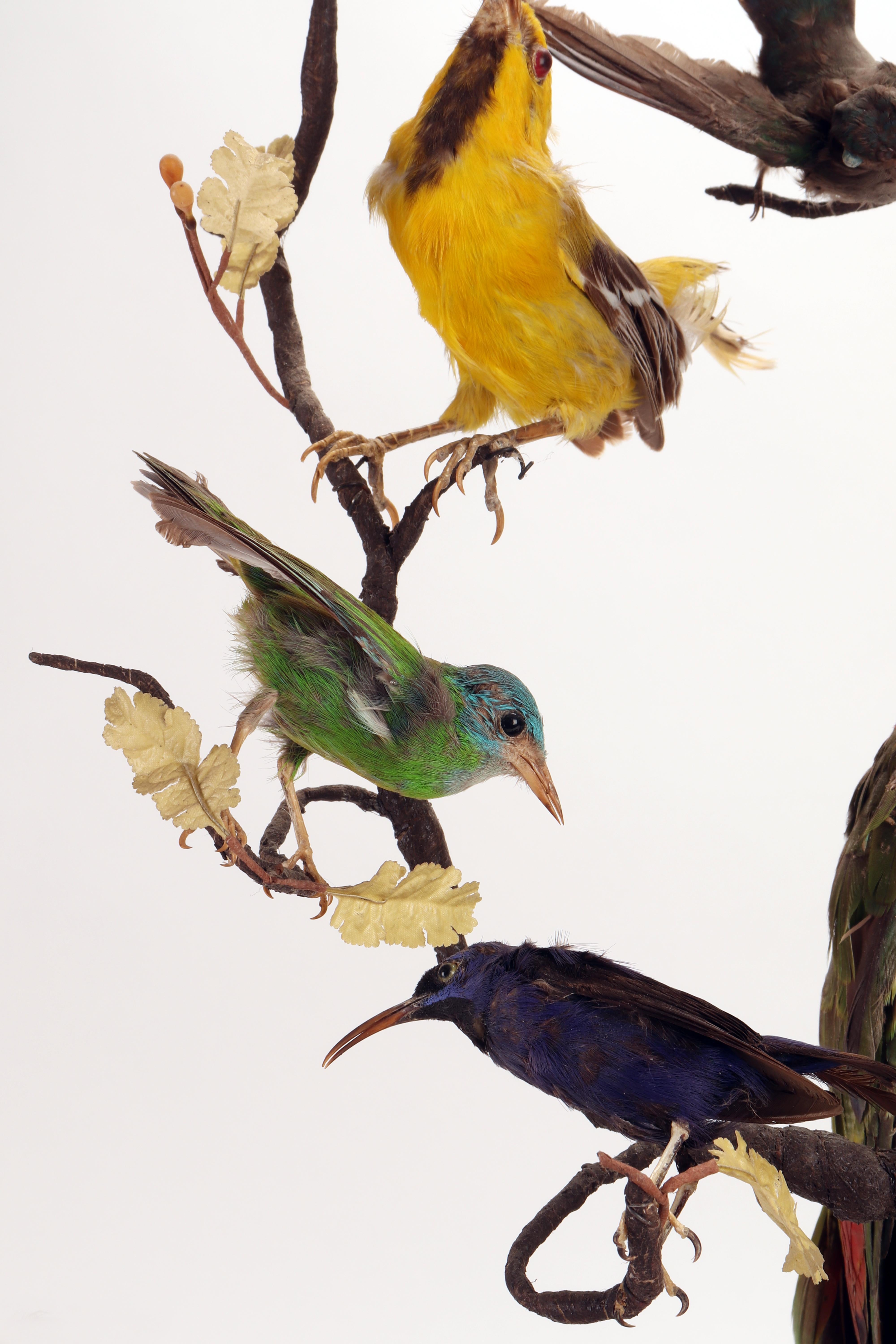 Wunderkammer Diorama: a Parrot and Other 13 Birds, London, 1880 1
