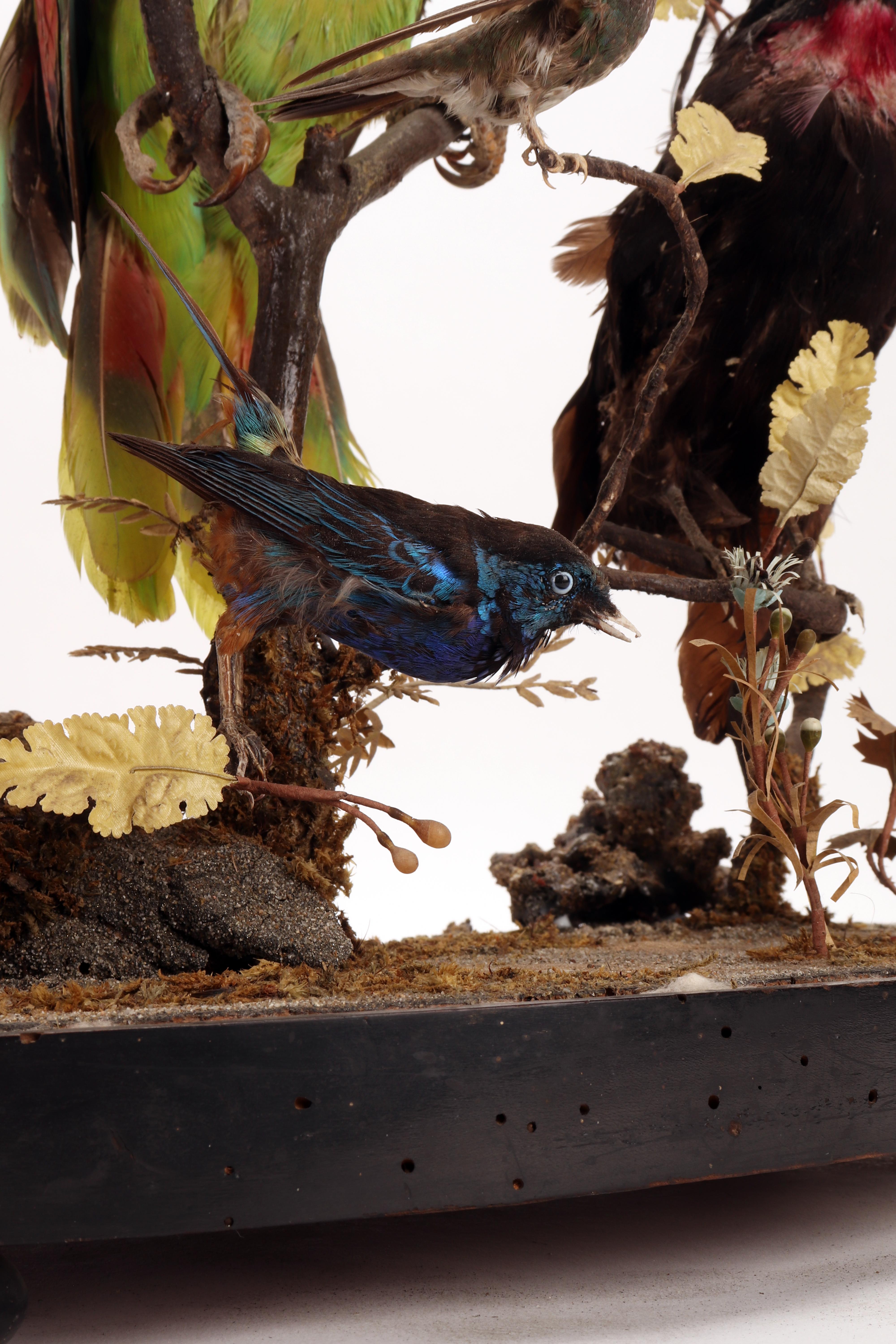 Wunderkammer Diorama: a Parrot and Other 13 Birds, London, 1880 2