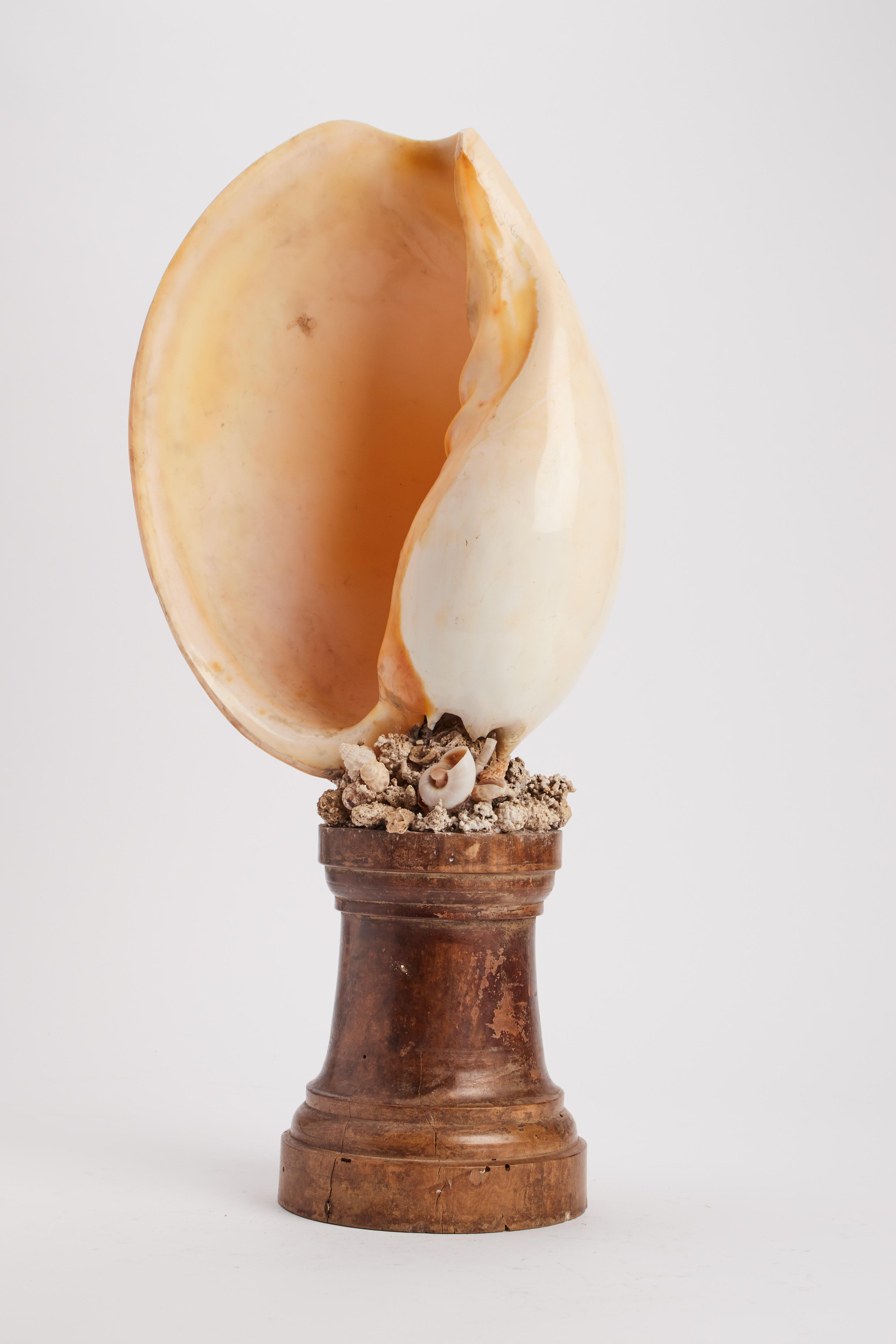Der Sockel ist aus Palisanderholz gefertigt. Die Muschel, Melo Melo, (Familie Volutidae) ist mit Riff- und kleinen Muscheln bestückt. Italien, letzter Teil des 19. Jahrhunderts.