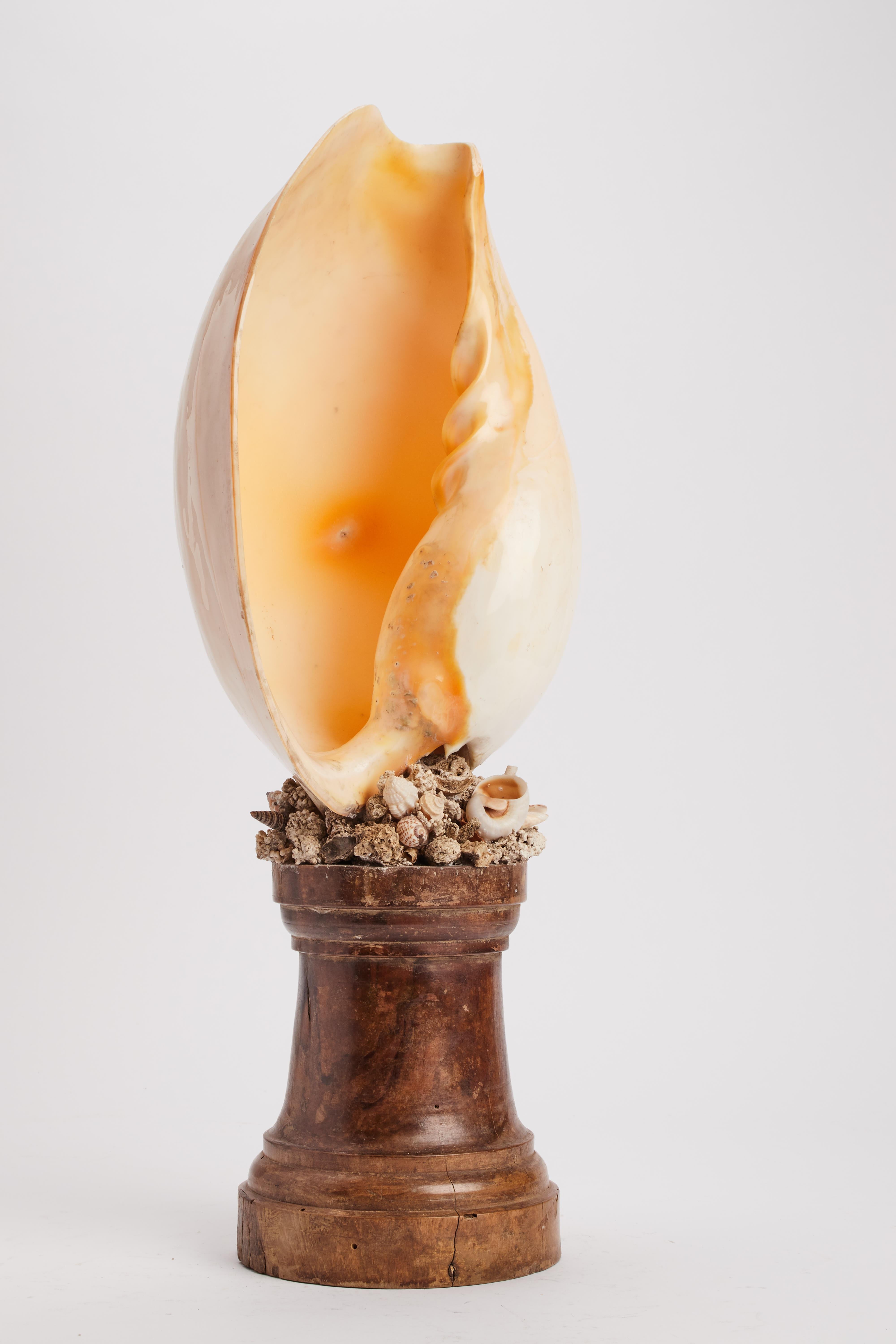 Ein natürliches Exemplar der Wunderkammer-Muschel, die Melo melo-Schale. Italien 1880.  (19. Jahrhundert) im Angebot