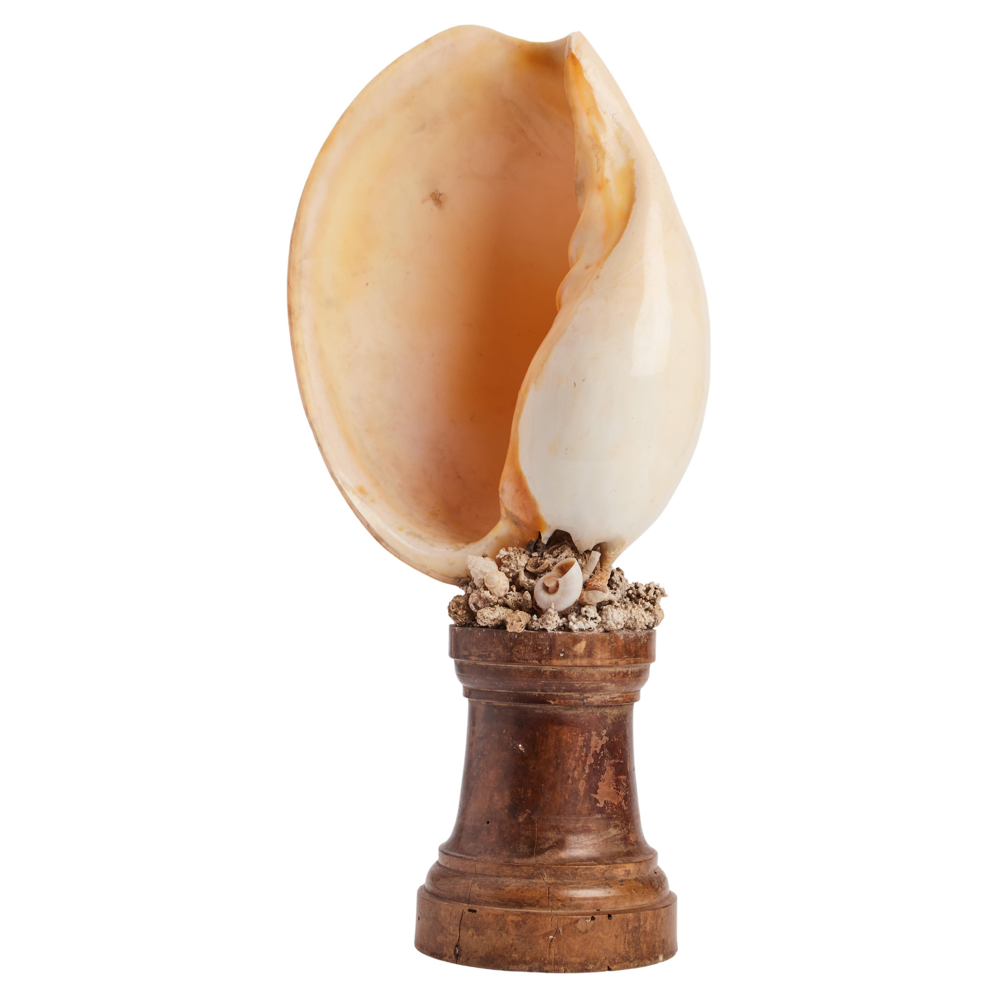 A wunderkammer marine natural specimen, the Melo melo shell. Italy 1880.  For Sale