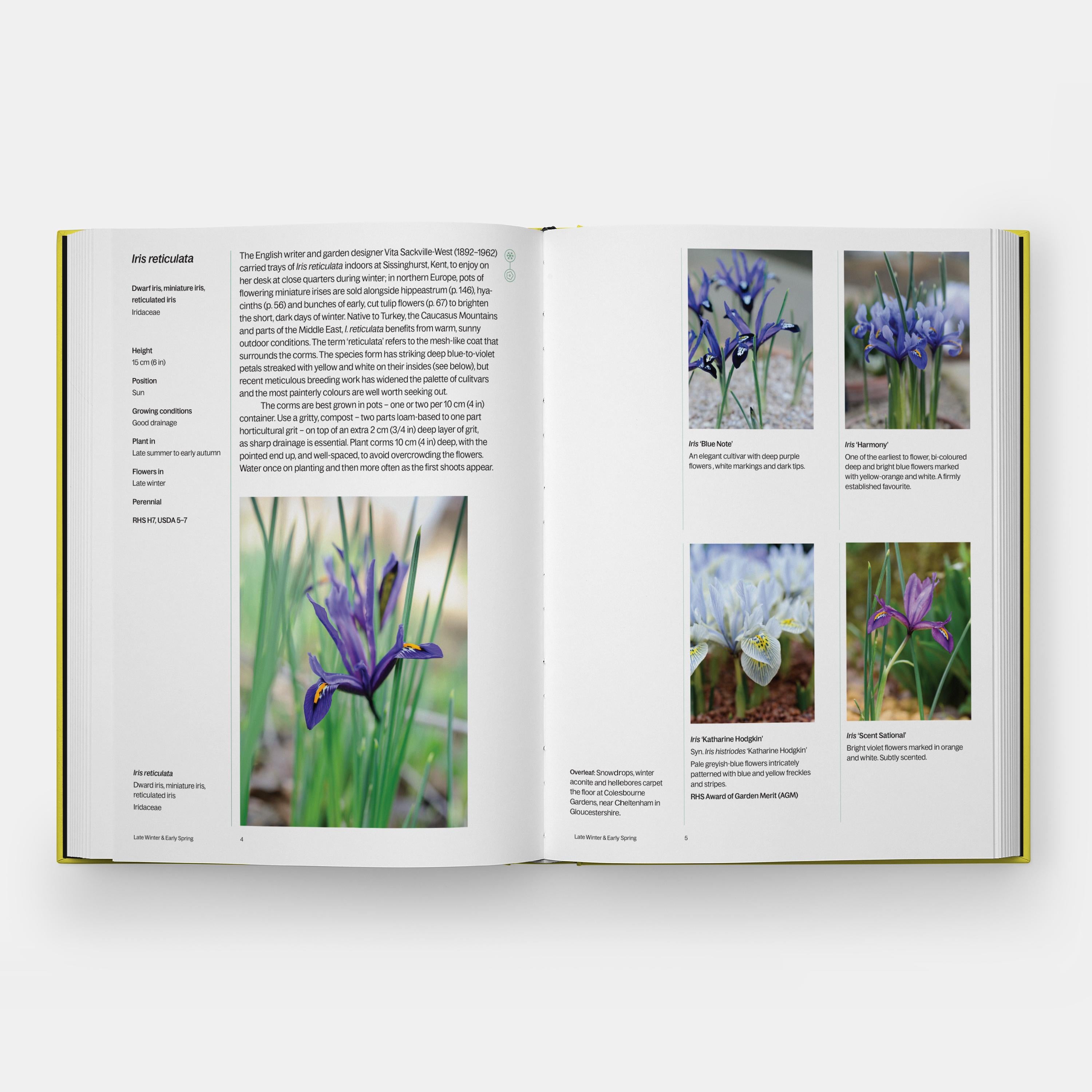 A Year in Bloom Flowering Bulbs for Every Season For Sale 3