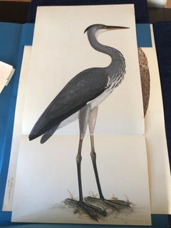Rudbeck HERON - Limited First Edition Portfolio - #482 of 1499 portfolios