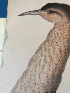 Rudbeck BITTERN - Limited First Edition Portfolio - #482 of 1499 portfolios
