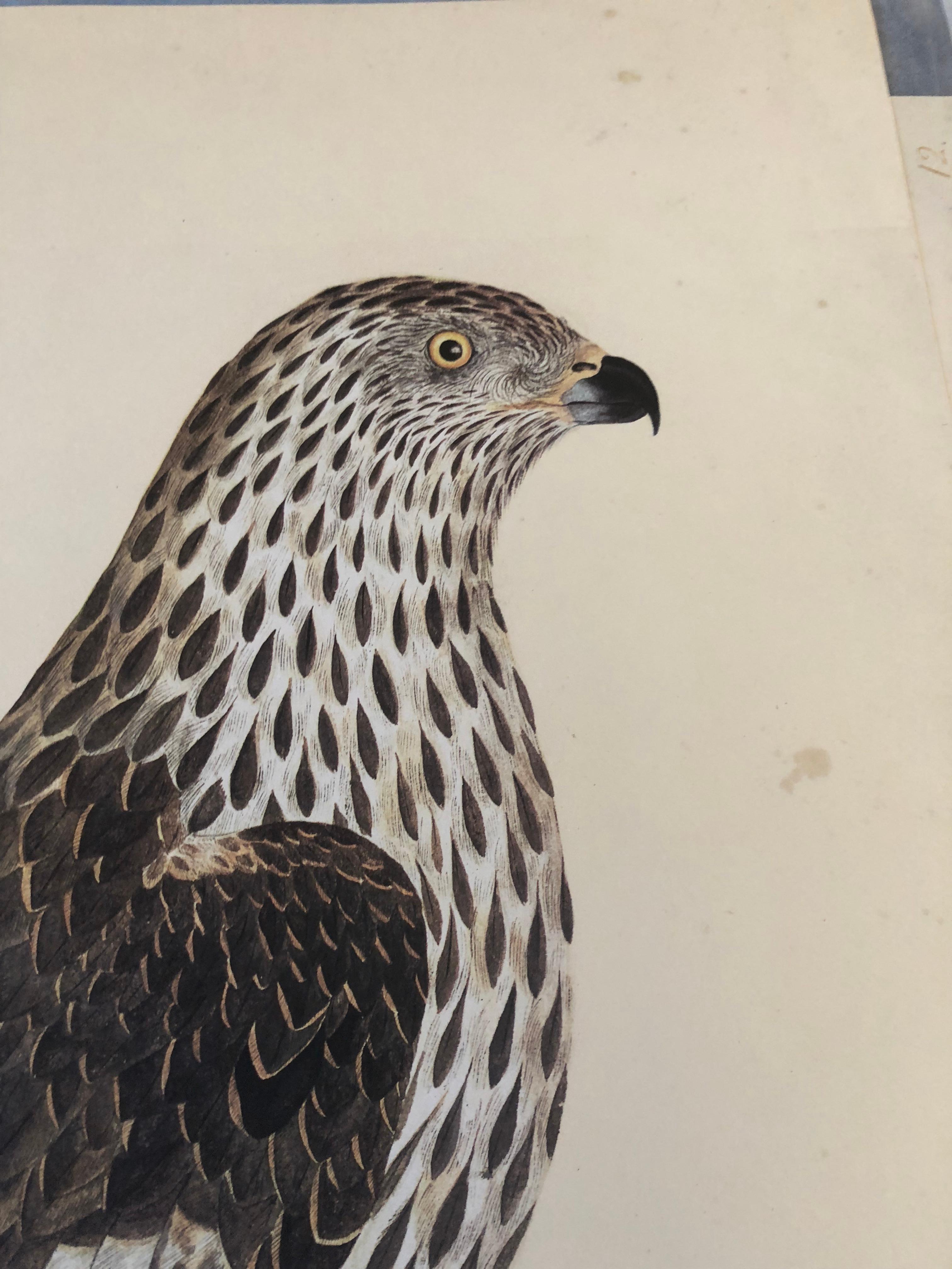 Rudbeck COOPER HAWK - Limited First Edition Portfolio - #482 of 1499 portfolios  - Print by Olof Rudbeck