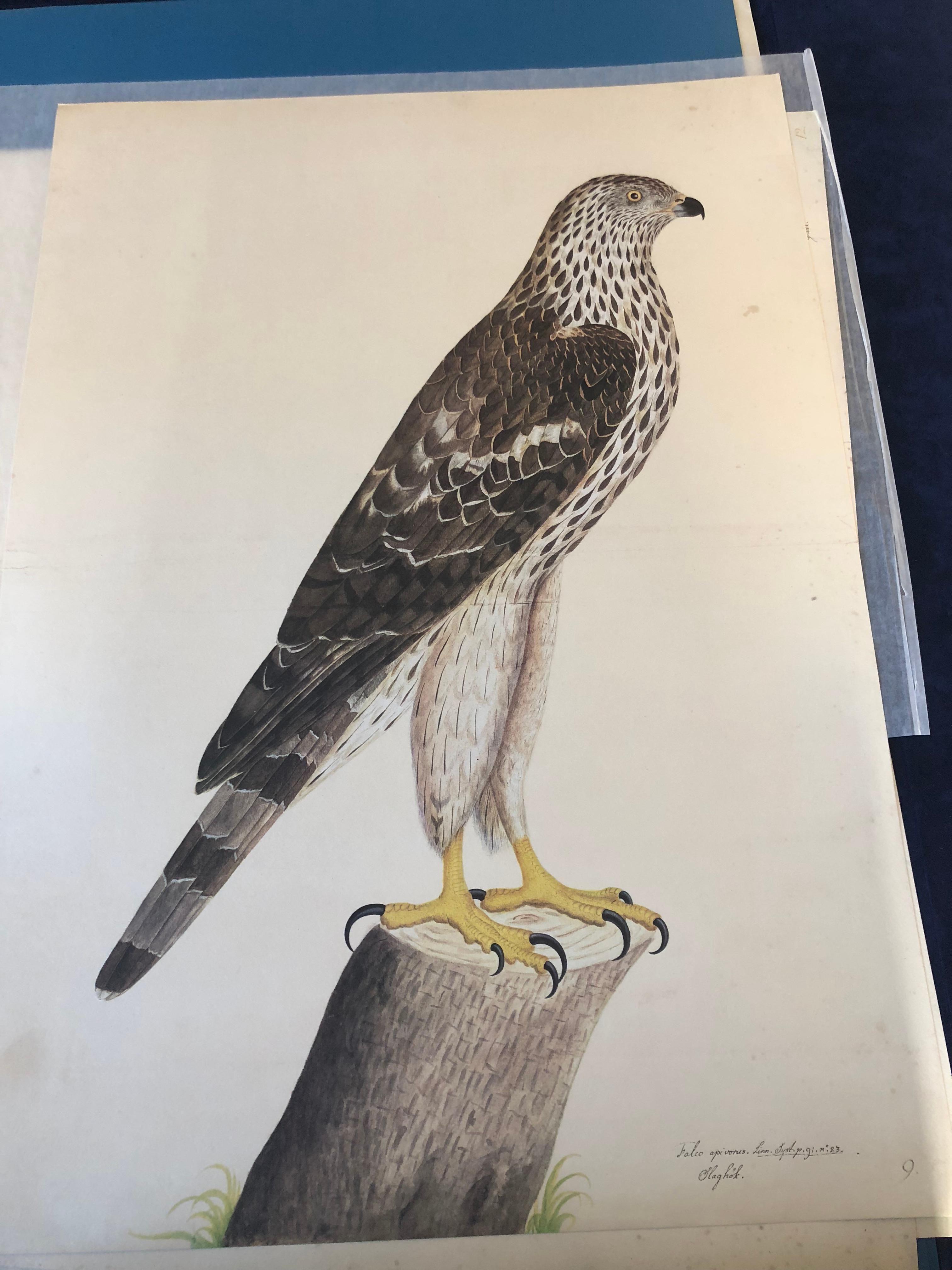 Olof Rudbeck Animal Print - Rudbeck COOPER HAWK - Limited First Edition Portfolio - #482 of 1499 portfolios 
