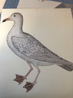 Rudbeck GULL - Limited First Edition Portfolio - #482 of 1499 portfolios