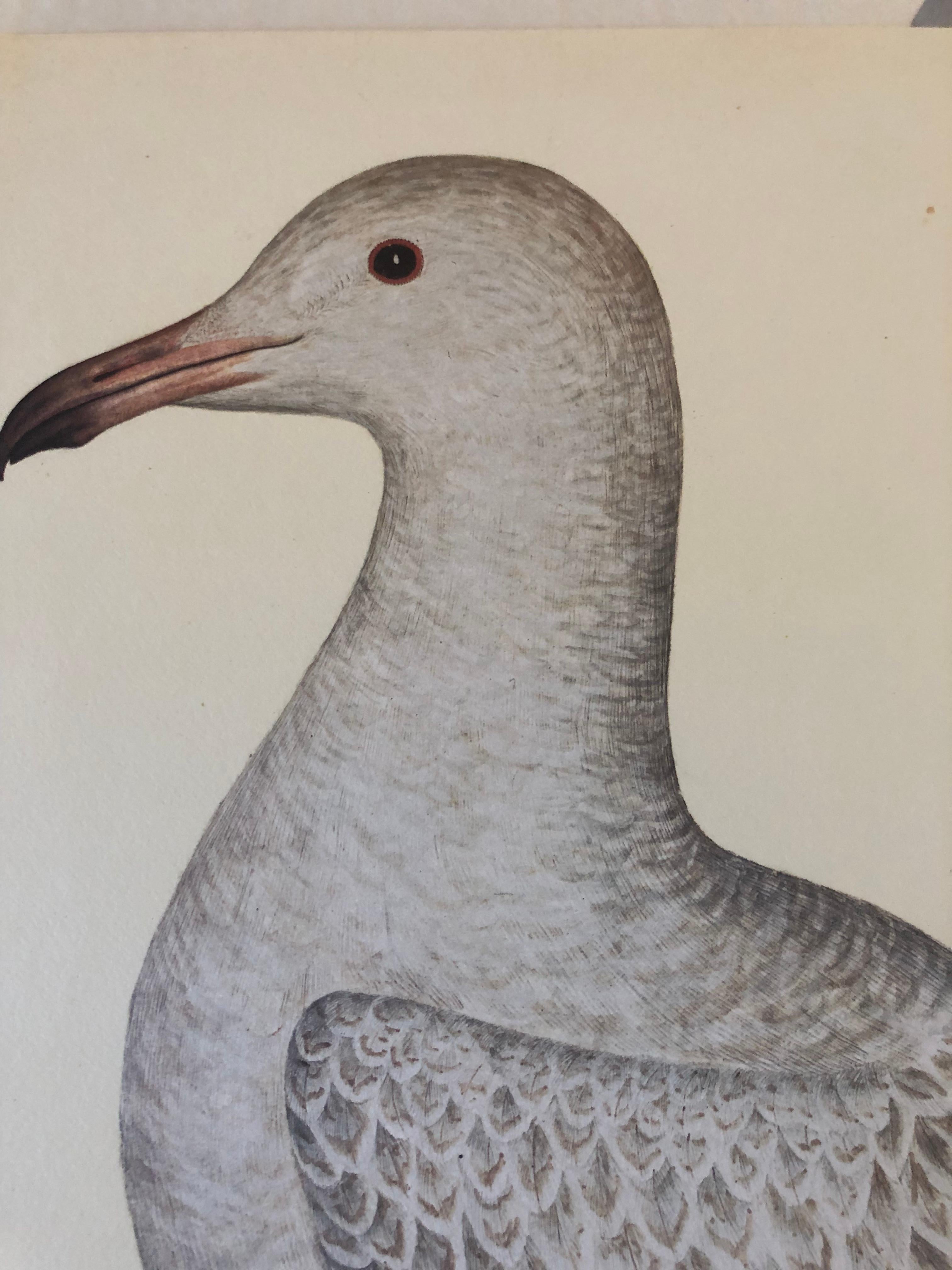 Rudbeck GULL - Limited First Edition Portfolio - #482 of 1499 portfolios - Other Art Style Print by Olof Rudbeck