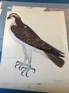 Rudbeck OSPREY - Limited First Edition Portfolio - #482 of 1499 portfolios