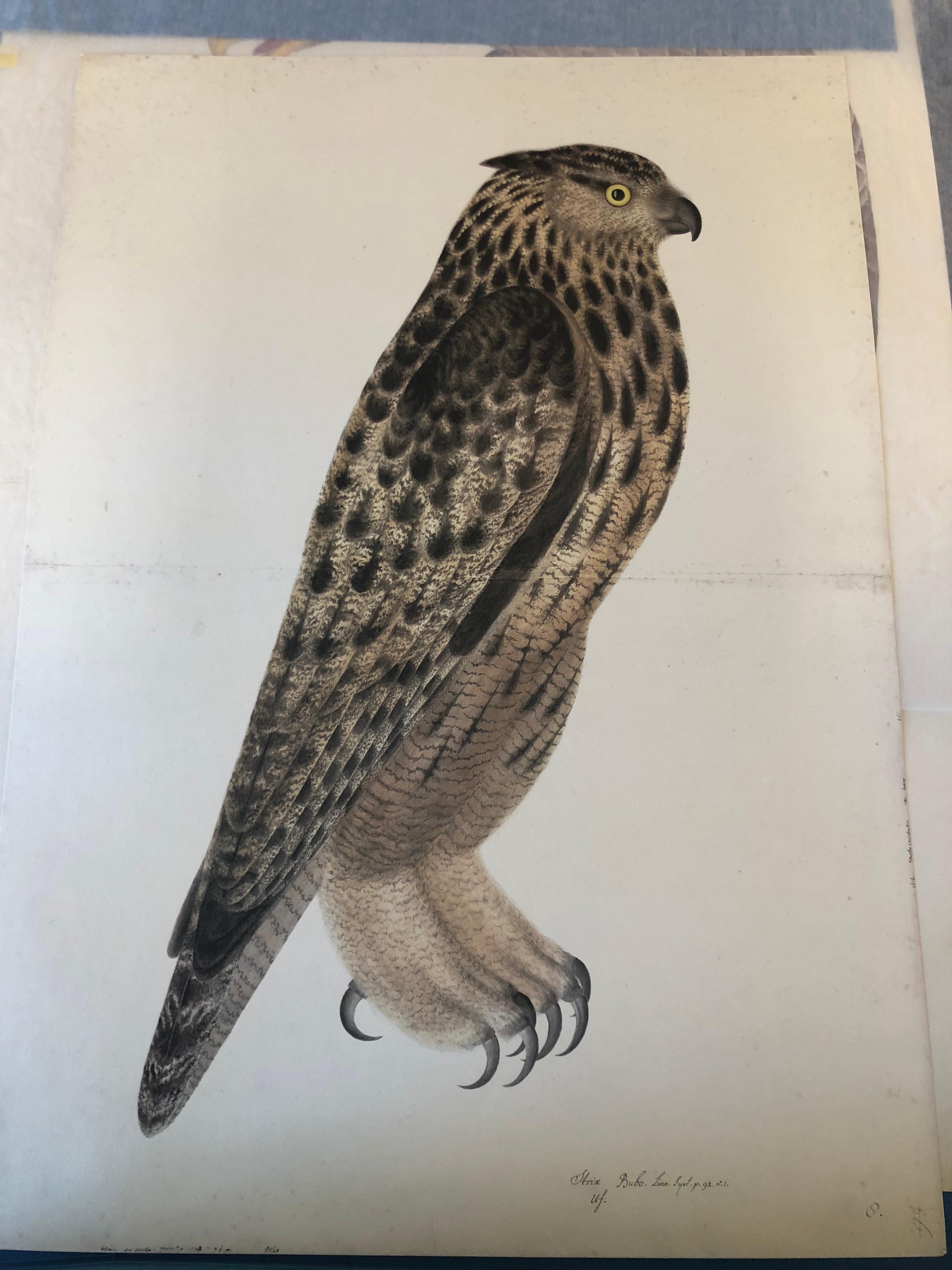 Olof Rudbeck Animal Print - Rudbeck FALCON OWL - Limited First Edition Portfolio - #482 of 1499 portfolios