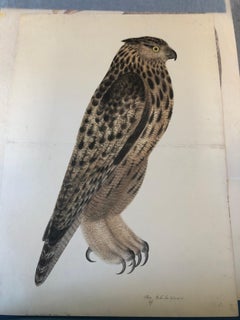 Rudbeck FALCON OWL - Limited First Edition Portfolio - #482 of 1499 portfolios 