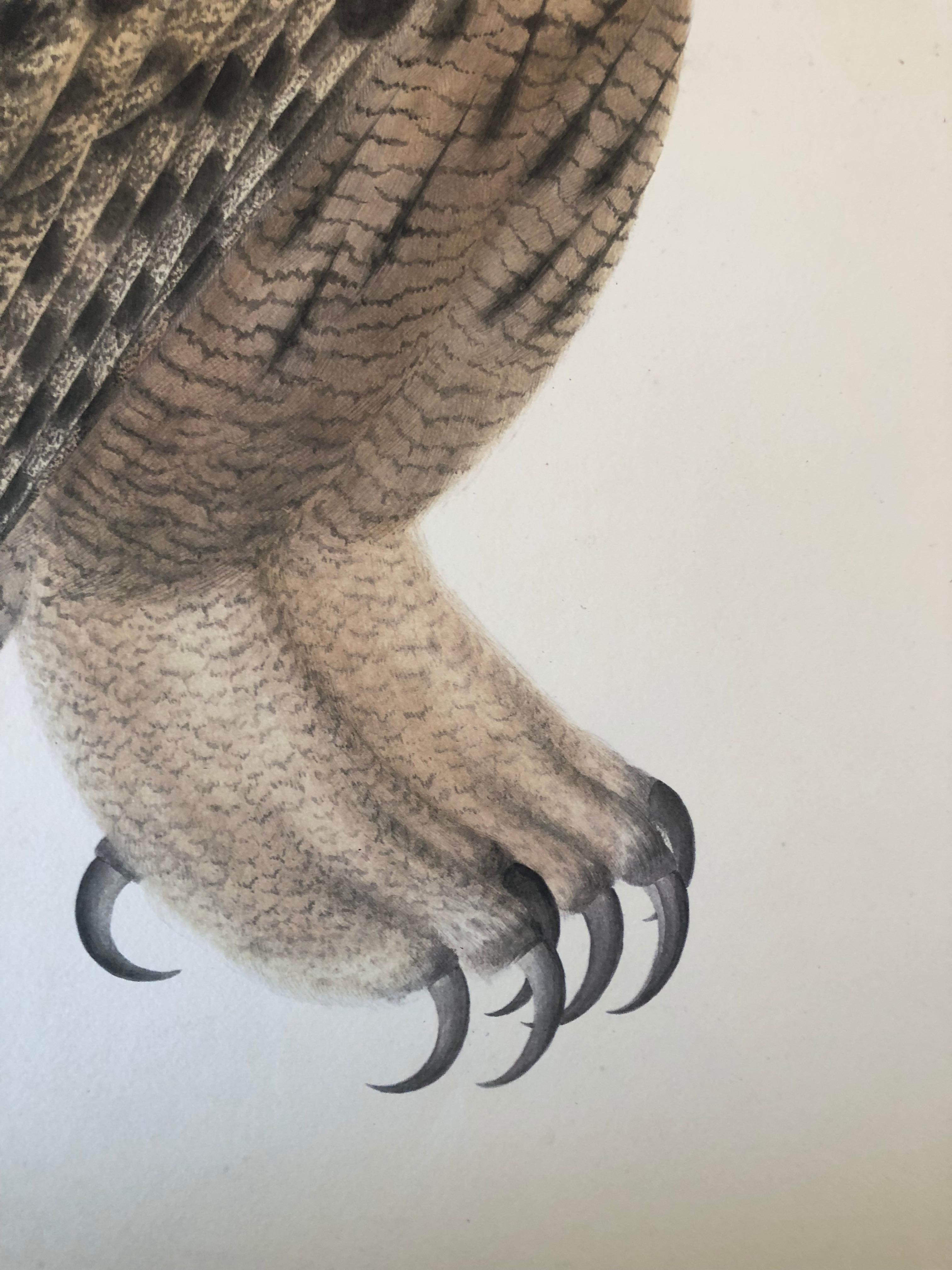 Rudbeck FALCON OWL - Limited First Edition Portfolio - #482 of 1499 portfolios - Other Art Style Print by Olof Rudbeck