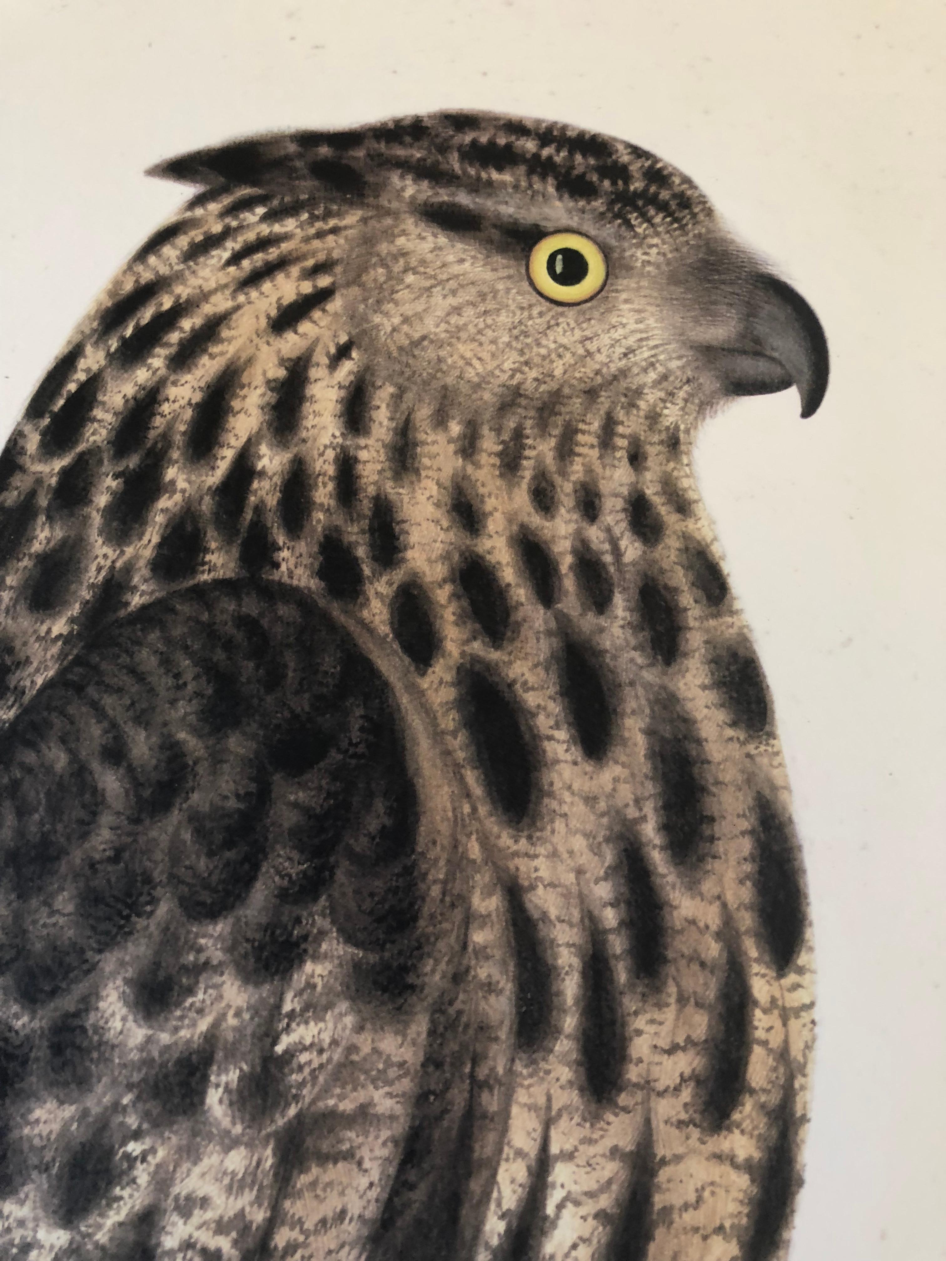 Rudbeck FALCON OWL - Limited First Edition Portfolio - #482 of 1499 portfolios - Print by Olof Rudbeck