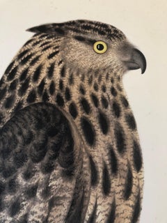 Rudbeck FALCON OWL - Limited First Edition Portfolio - #482 of 1499 portfolios