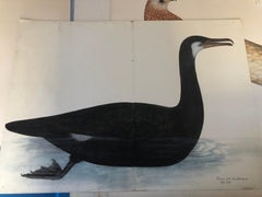 Rudbeck CORMORANT - Limited First Edition Portfolio - #482 of 1499 portfolios