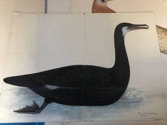 Rudbeck CORMORANT - Limited First Edition Portfolio - #482 of 1499 portfolios 