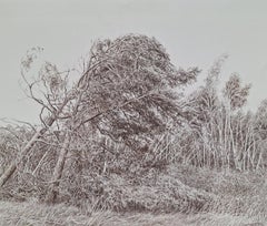 Elżbieta Siegoczyńska - Pine trees. Figurative drawing, Landscape, Realistic, Polish artist Pine trees. Figurative drawing, Landscape, Realistic, Polish artist