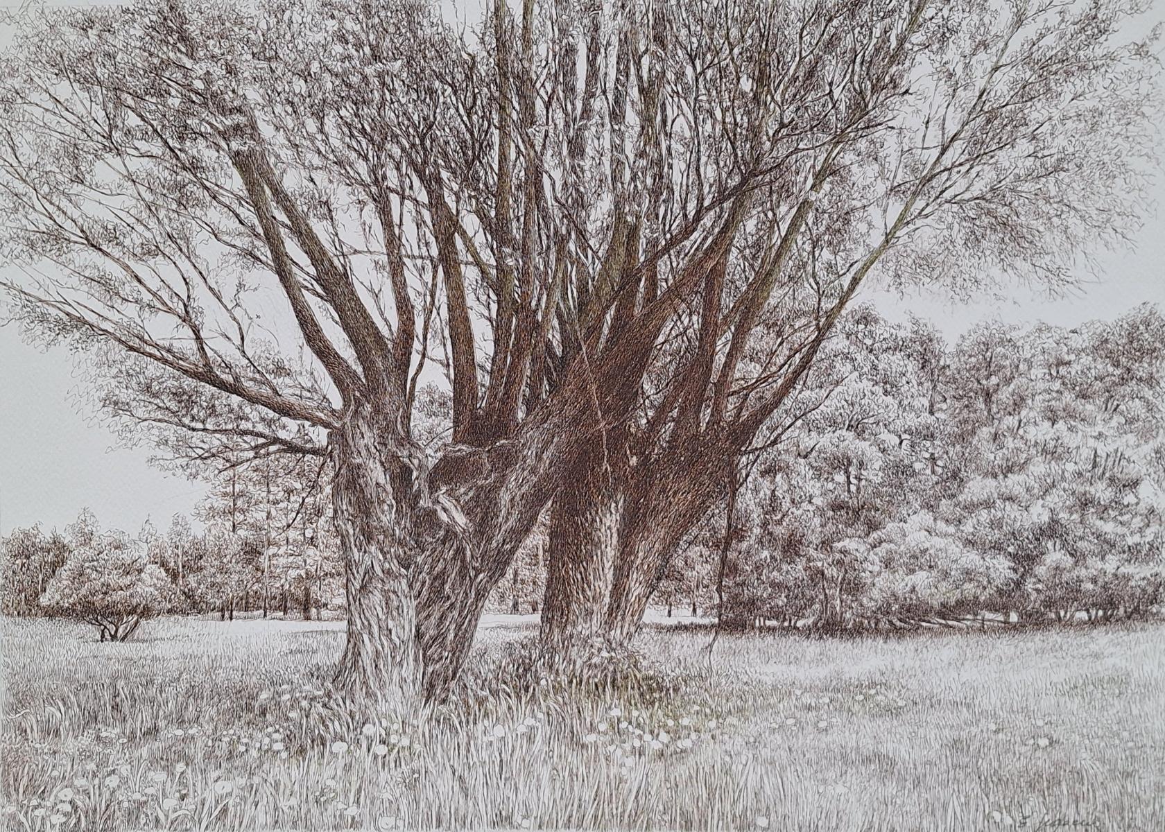 Weiden. Figurative Zeichnung, Landschaft, Realistisch, Polnischer Künstler