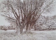Elżbieta Siegoczyńska - Willows. Figurative drawing, Landscape, Realistic, Polish artist Willows. Figurative drawing, Landscape, Realistic, Polish artist
