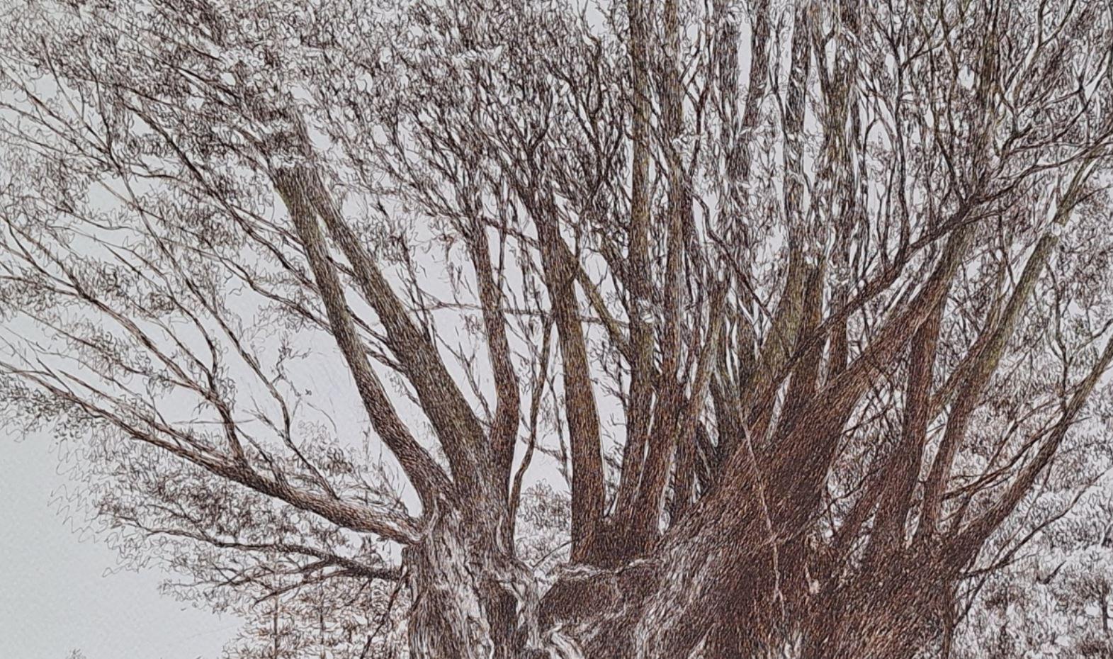 Weiden. Figurative Zeichnung, Landschaft, Realistisch, Polnischer Künstler – Art von Elżbieta Siegoczyńska