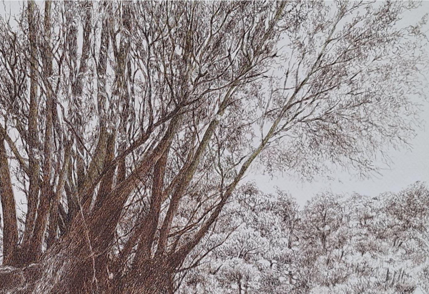 Weiden. Figurative Zeichnung, Landschaft, Realistisch, Polnischer Künstler (Realismus), Art, von Elżbieta Siegoczyńska