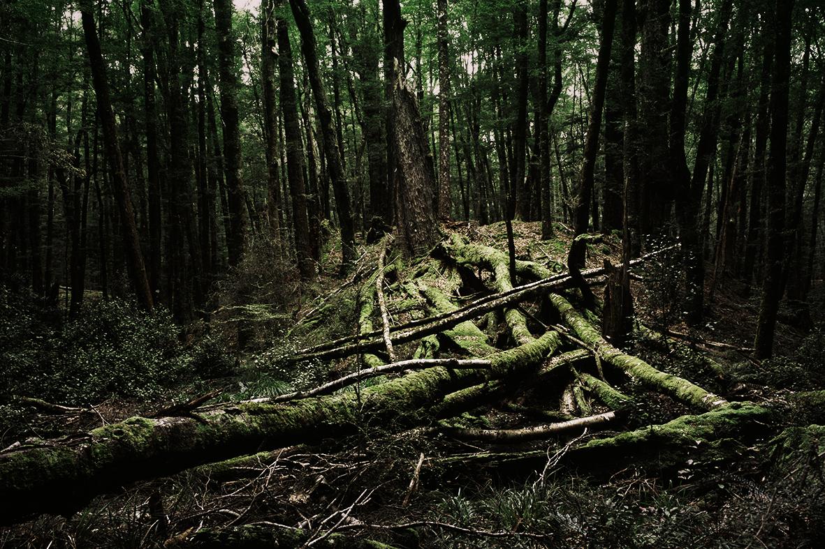 Grüner Wald, Neuseeland