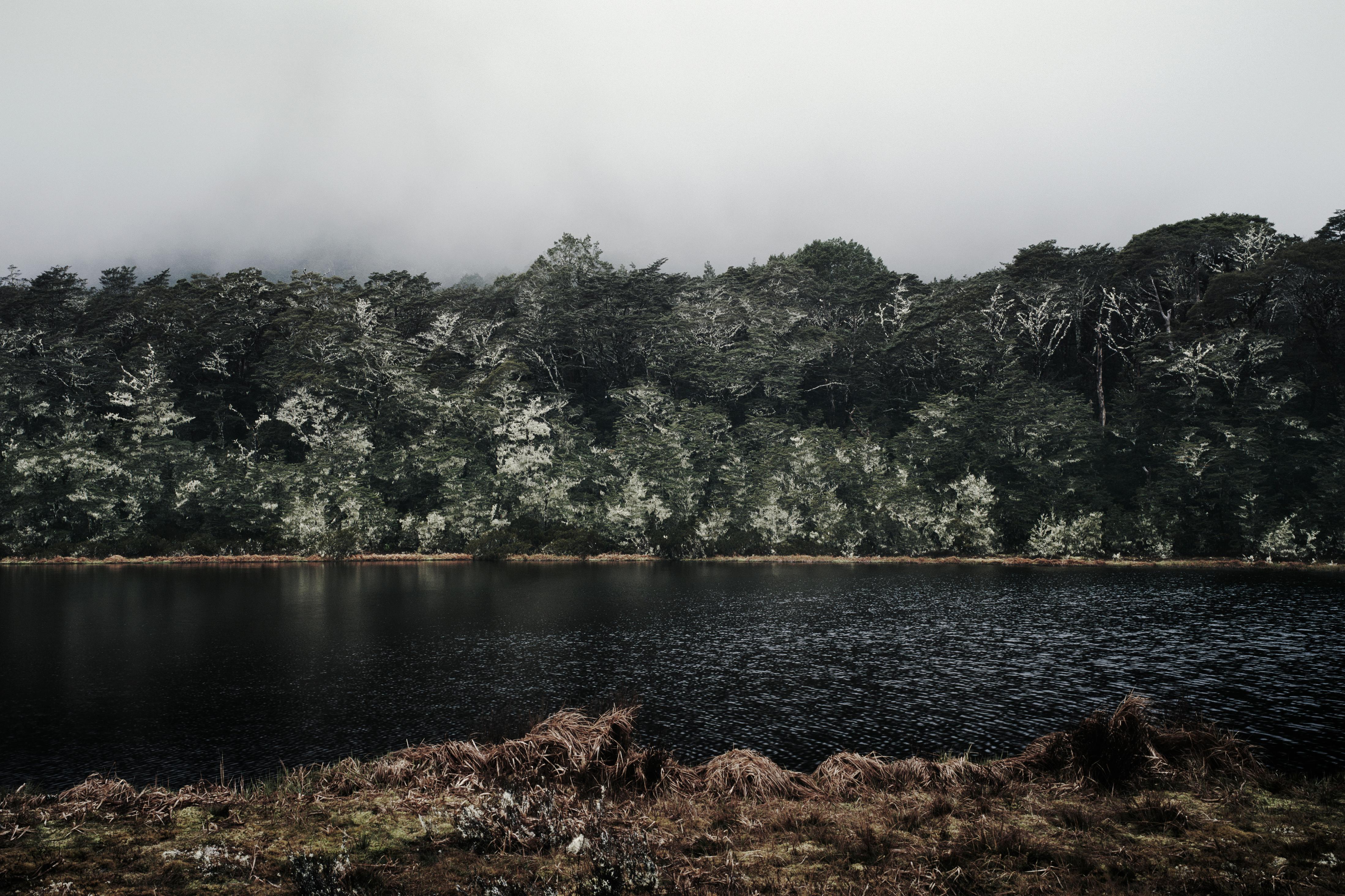 Landscape Photograph Bernhard Quade - La forêt de Luis Pass, Nouvelle-Zélande