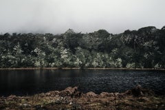 Luis Pass Forest, New Zealand