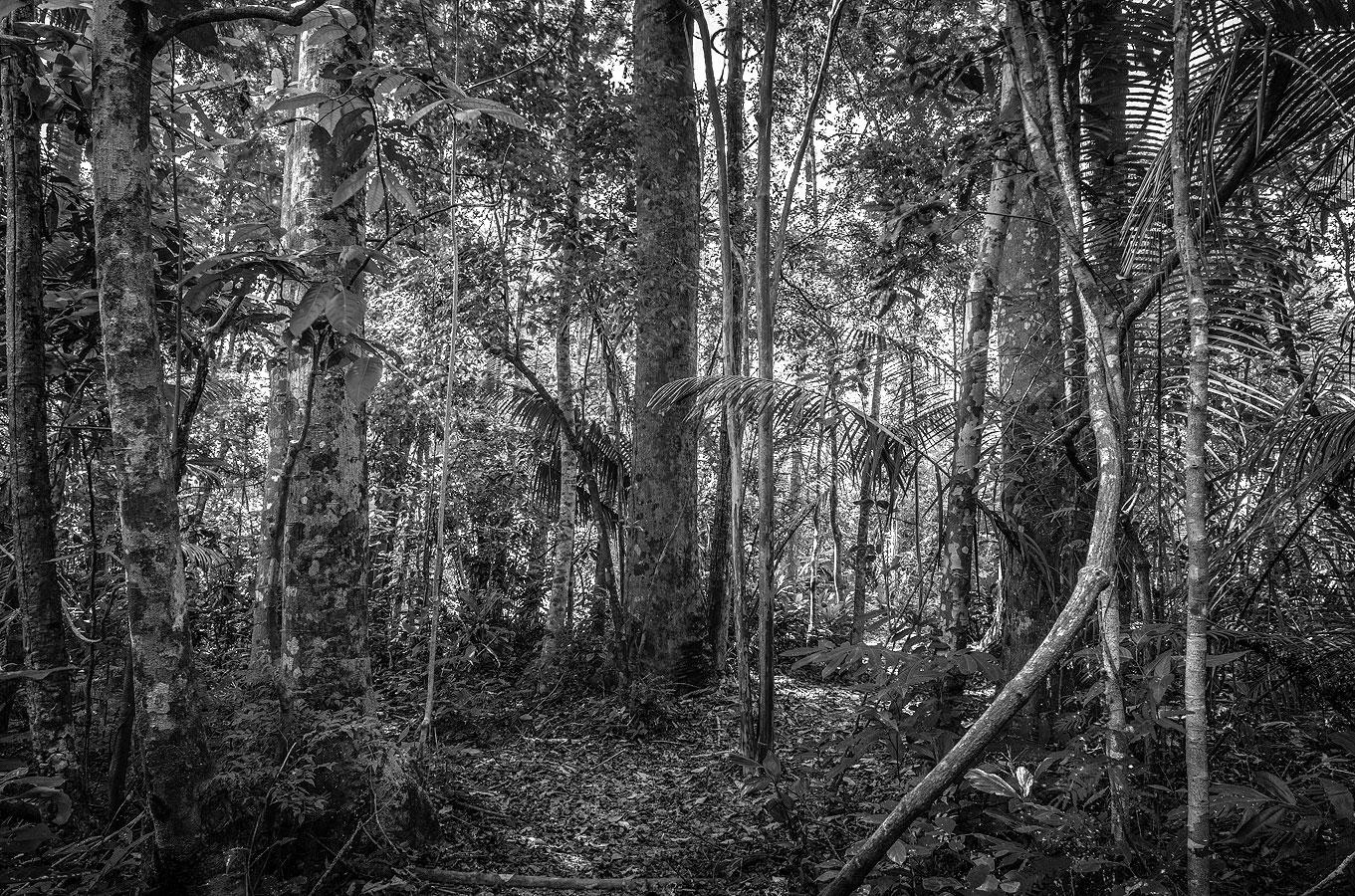 Daniel Mansur Color Photograph – Paradisum #23, Brasilien