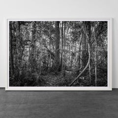 In Paradisum #23, Brazil