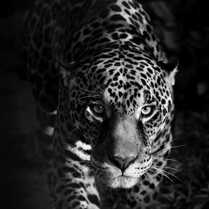 Les yeux d'un jaguar (Impression animalière, photographie en noir et blanc)