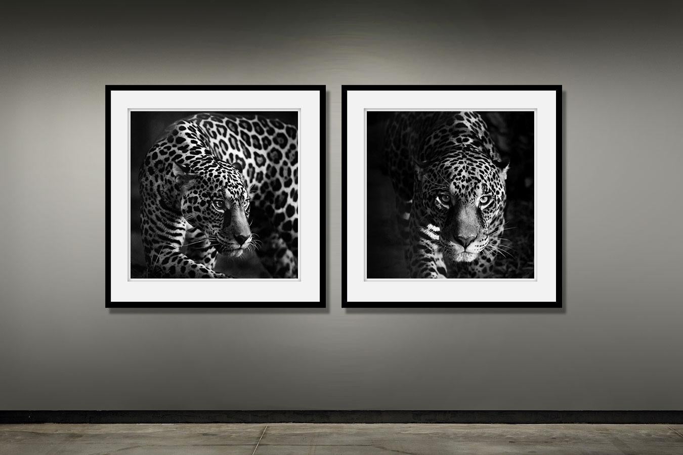 Les yeux d'un jaguar (Impression animalière, photographie en noir et blanc) - Print de Paulo Behar
