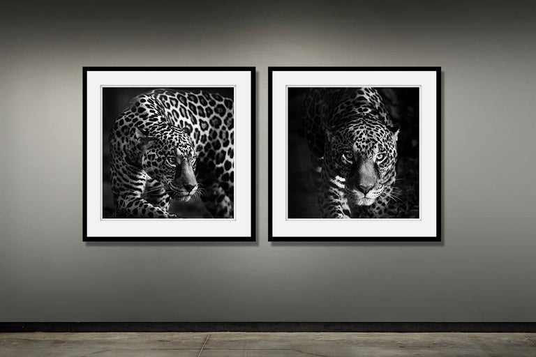Eyes of a Jaguar (Animal Print, Black and white Photography) For Sale 1