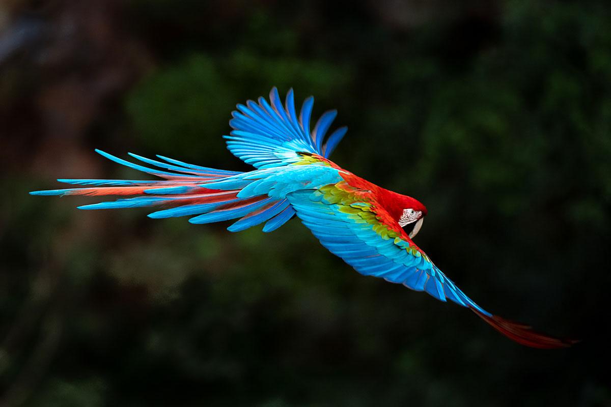 Magnificent Flight - Brazilian Birds - Macaw