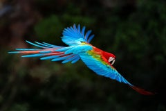Prächtiger Flug - brasilianische Vögel - Macaw