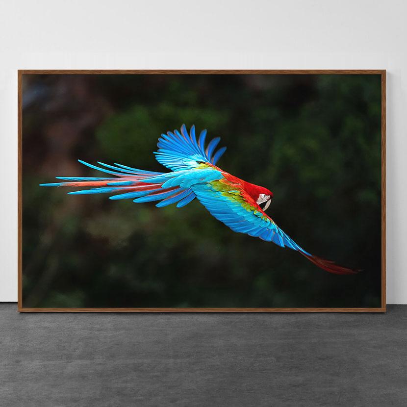 Prächtiger Flug - brasilianische Vögel - Macaw – Print von Paulo Behar